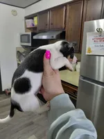 Rocky, a male Rat Terrier and Chihuahua for sale in Kutztown, PA – Photo 7 of 10