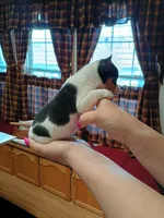 Rocky, a male Rat Terrier and Chihuahua for sale in Kutztown, PA – Photo 2 of 10