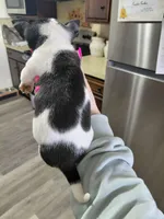 Rocky, a male Rat Terrier and Chihuahua for sale in Kutztown, PA – Photo 6 of 10