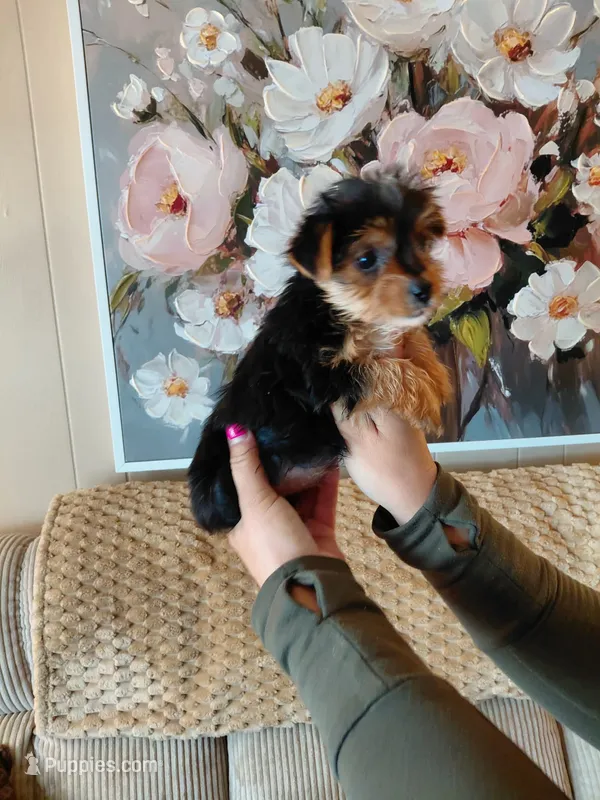 Sadie small toy – Yorkshire Terrier puppy on hold in Kutztown, PA
