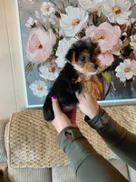 Sadie small toy , a female Yorkshire Terrier for sale in Fogelsville, PA – 2 of 6