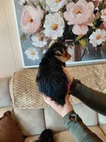 Sadie small toy , a female Yorkshire Terrier for sale in Fogelsville, PA – 6 of 6