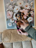 Mia t-cup , a female Yorkshire Terrier for sale in Fogelsville, PA – 2 of 6