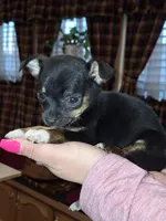 Tigger tcup , a male Chihuahua for sale in Kutztown, PA – Photo 10 of 10
