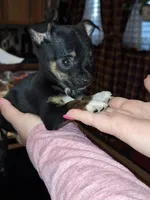 Tigger tcup , a male Chihuahua for sale in Kutztown, PA – Photo 6 of 10