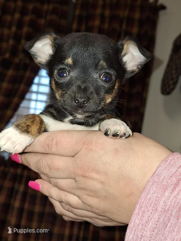 Tigger tcup , a male Chihuahua for sale in Kutztown, PA – Photo 1 of 10