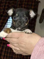 Tigger tcup , a male Chihuahua for sale in Kutztown, PA – Photo 1 of 10