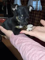 Tigger tcup , a male Chihuahua for sale in Kutztown, PA – Photo 9 of 10