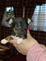 Tigger tcup , a male Chihuahua for sale in Kutztown, PA – Photo 7 of 10