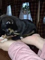 Tigger tcup , a male Chihuahua for sale in Kutztown, PA – Photo 4 of 10