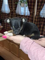 Tigger tcup , a male Chihuahua for sale in Kutztown, PA – Photo 2 of 10