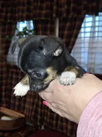 Tigger tcup , a male Chihuahua for sale in Kutztown, PA – Photo 3 of 10