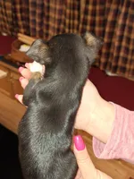 Tigger tcup , a male Chihuahua for sale in Kutztown, PA – Photo 5 of 10