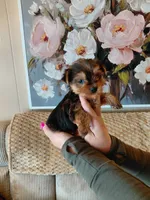 May t-cup , a female Yorkshire Terrier for sale in Fogelsville, PA – 6 of 7