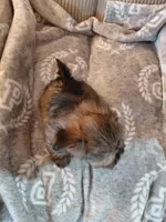 Pebbles, a female Morkie for sale in Fogelsville, PA – 4 of 5