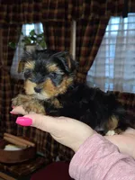 Bean tcup , a male Yorkshire Terrier for sale in Kutztown, PA – Photo 6 of 9