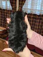 Bean tcup , a male Yorkshire Terrier for sale in Kutztown, PA – Photo 7 of 9