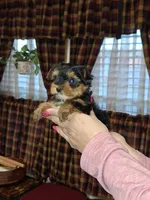 Bean tcup , a male Yorkshire Terrier for sale in Kutztown, PA – Photo 1 of 9