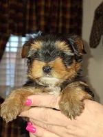Bean tcup , a male Yorkshire Terrier for sale in Kutztown, PA – Photo 3 of 9