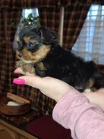 Bean tcup , a male Yorkshire Terrier for sale in Kutztown, PA – Photo 4 of 9