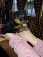 Bean tcup , a male Yorkshire Terrier for sale in Kutztown, PA – Photo 8 of 9