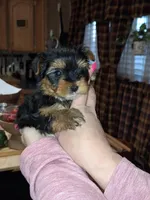 Bean tcup , a male Yorkshire Terrier for sale in Kutztown, PA – Photo 2 of 9