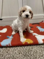 Blaze, a male Miniature Goldendoodle for sale in Kutztown, PA – Photo 5 of 5