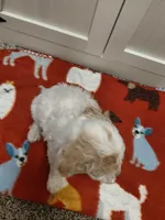 Blaze, a male Miniature Goldendoodle for sale in Kutztown, PA – Photo 3 of 5