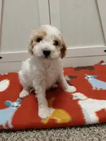 Blaze, a male Miniature Goldendoodle for sale in Kutztown, PA – Photo 2 of 5