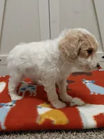 Blaze, a male Miniature Goldendoodle for sale in Kutztown, PA – Photo 4 of 5