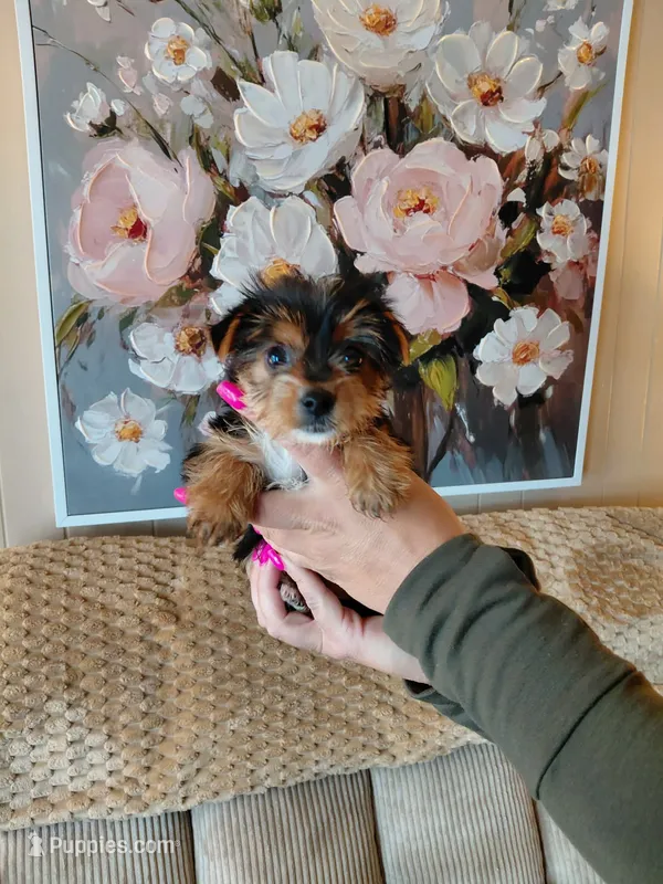 Sadie small toy  – Yorkshire Terrier puppy for sale in Fogelsville, PA