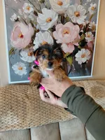 Sadie small toy , a female Yorkshire Terrier for sale in Fogelsville, PA – 1 of 6