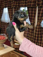 Squirt xs t-cup , a female Yorkshire Terrier for sale in Kutztown, PA – Photo 7 of 10