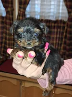 Squirt xs t-cup , a female Yorkshire Terrier for sale in Kutztown, PA – Photo 1 of 10