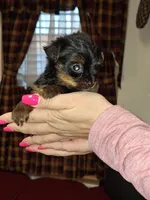 Squirt xs t-cup , a female Yorkshire Terrier for sale in Kutztown, PA – Photo 10 of 10
