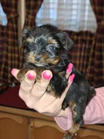Squirt xs t-cup , a female Yorkshire Terrier for sale in Kutztown, PA – Photo 2 of 10