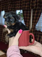 Squirt xs t-cup , a female Yorkshire Terrier for sale in Kutztown, PA – Photo 6 of 10