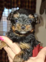 Squirt xs t-cup , a female Yorkshire Terrier for sale in Kutztown, PA – Photo 9 of 10