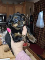 Squirt xs t-cup , a female Yorkshire Terrier for sale in Kutztown, PA – Photo 8 of 10