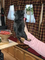 Squirt xs t-cup , a female Yorkshire Terrier for sale in Kutztown, PA – Photo 5 of 10