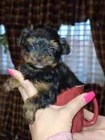 Squirt xs t-cup , a female Yorkshire Terrier for sale in Kutztown, PA – Photo 4 of 10