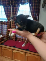Pixie , a female Rat Terrier and Chihuahua for sale in Kutztown, PA – Photo 3 of 10