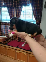 Pixie , a female Rat Terrier and Chihuahua for sale in Kutztown, PA – Photo 2 of 10