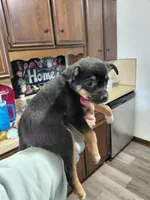 Pixie , a female Rat Terrier and Chihuahua for sale in Kutztown, PA – Photo 7 of 10