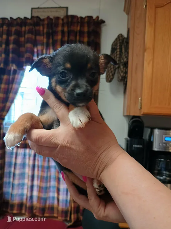 Pixie  – Rat Terrier, Chihuahua puppy for sale in Kutztown, PA