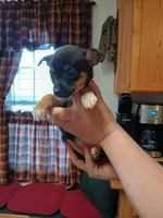 Pixie , a female Rat Terrier and Chihuahua for sale in Kutztown, PA – Photo 4 of 10