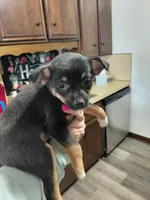 Pixie , a female Rat Terrier and Chihuahua for sale in Kutztown, PA – Photo 6 of 10