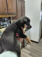 Pixie , a female Rat Terrier and Chihuahua for sale in Kutztown, PA – Photo 10 of 10