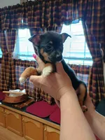 Pixie , a female Rat Terrier and Chihuahua for sale in Kutztown, PA – Photo 5 of 10