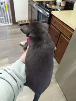 Pixie , a female Rat Terrier and Chihuahua for sale in Kutztown, PA – Photo 9 of 10